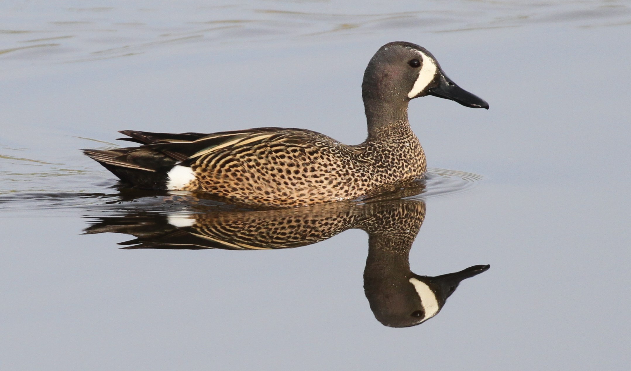 Blue Winged Teal